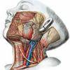 undefined Anatomía De Cabeza Y Cuello