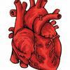 undefined Anatomía Y fisiología Cardiovascular