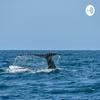 undefined Animales Marinos En Peligro De Extincion