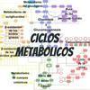 undefined CICLOS METABOLICOS
