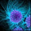 undefined Ciencia para Todos