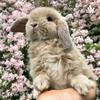 undefined Conejos🐰