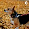 undefined Corgis