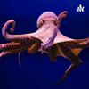 undefined Curiosidades de los animales marinos