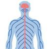 undefined El centro de comando del cuerpo humano