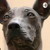 undefined EL ORIGEN DE LA PALABRA XOLOITZCUINCLE
