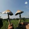 undefined El Trip, Hongos Alucinógenos.