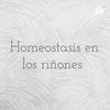 undefined Homeostasis en los riñones