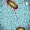 undefined BIOLOGIA CELULAR Y GENETICA