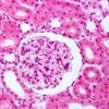 undefined Importancia Da Histologia