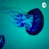 undefined Jellyfish