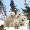 undefined La Vida Del Oso Polar