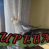 undefined Los gallos de pelea UPEBA