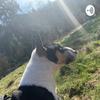 undefined Miniatur Bull Terrier