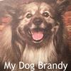 undefined My Dog Brandy