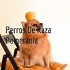 undefined Perros De Raza Pomerania