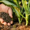 undefined Podcast - Mitscherlich na agropecuária