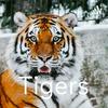 undefined Tigers
