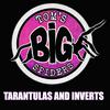 undefined Tom's Big Spiders - Tarantulas and Inverts