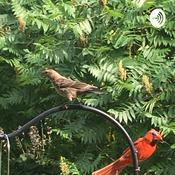 Podcast A boys backyard