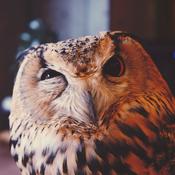 Podcast A_Curious_world_full_of _curious_kids