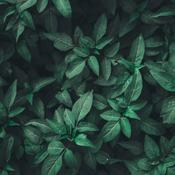 Podcast Abuso doméstico y mujeres hispanohablantes