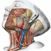 Podcast Anatomía De Cabeza Y Cuello