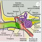 Podcast Anatomía Del Oído