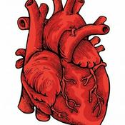 Podcast Anatomía Y fisiología Cardiovascular