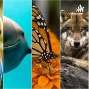 Podcast Animales En Peligro De Extinción