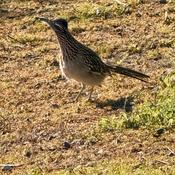 Podcast Bird Nerd: Deep Dive into Specific Species