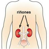 Podcast Cómo cuidar los riñones