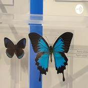 Podcast Détente en Blue