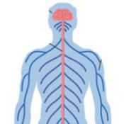 Podcast El centro de comando del cuerpo humano