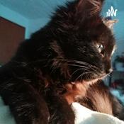 Podcast EL GATO NEGRO