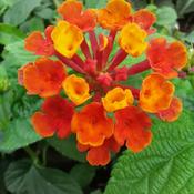 Podcast El Silencio Habla - Eckhart Tolle