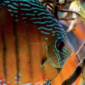 Podcast Fanáticos Del Acuarismo