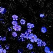 Podcast Fatima’s Chronicles