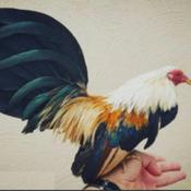 Podcast Gallos Aztecas