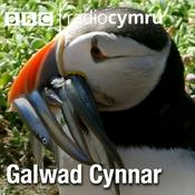 Podcast Galwad Cynnar