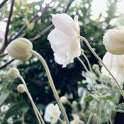 Podcast ひとりごとレター ⚐ lili’s seed