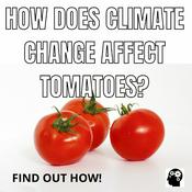 Podcast How Does Global Warming Affect Tomatoes?