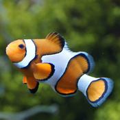 Podcast I pesci più straordinari del mondo