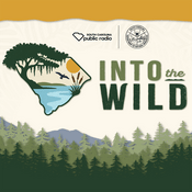 Podcast Into the Wild