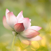 Podcast Late Bloomers - Procrastinating the Now.