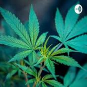 Podcast ¿ Legalizar La Marihuana Es Bueno ?