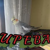 Podcast Los gallos de pelea UPEBA