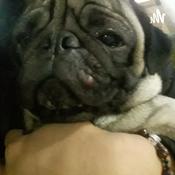 Podcast Los Perros Y Sus Razas