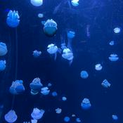 Podcast maria’s rough idea