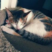 Podcast Once Upon A Cat